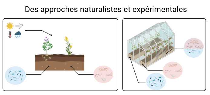 Approches naturalistes et expérimentales