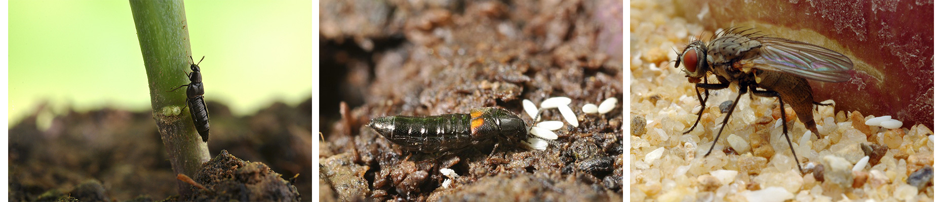 Tryptique insectes 2