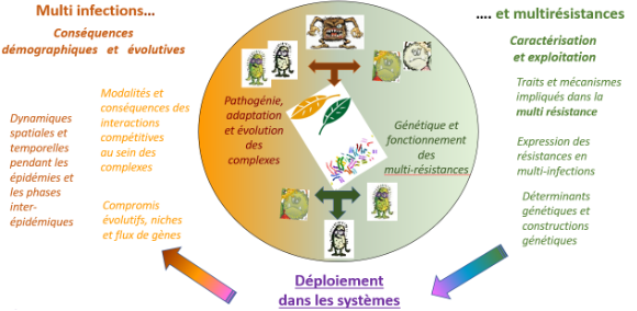 Schéma déploiement dans les systèmes